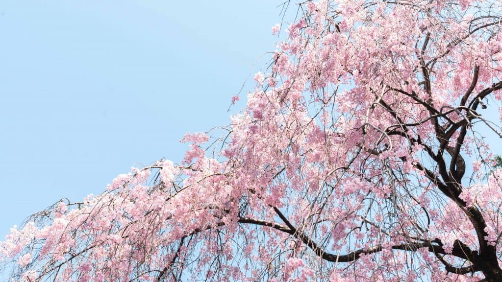 Cherry blossom branches in full bloom against a clear blue sky