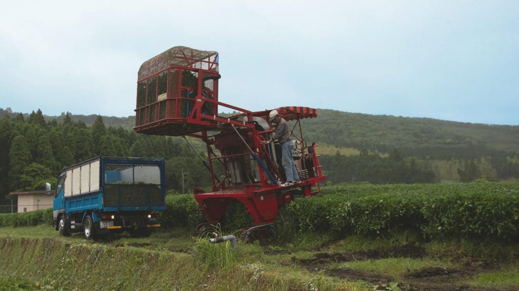 Worker on a red tea leaf harvester collecting leaves in a tea field beside a blue truck