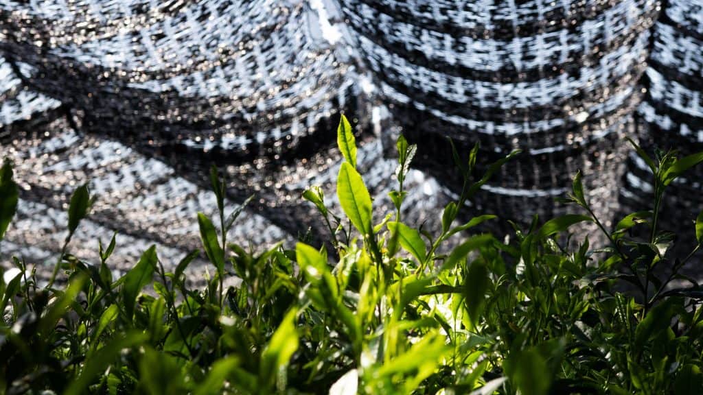 Tea plants with green leaves growing in front of protective netting backdrop