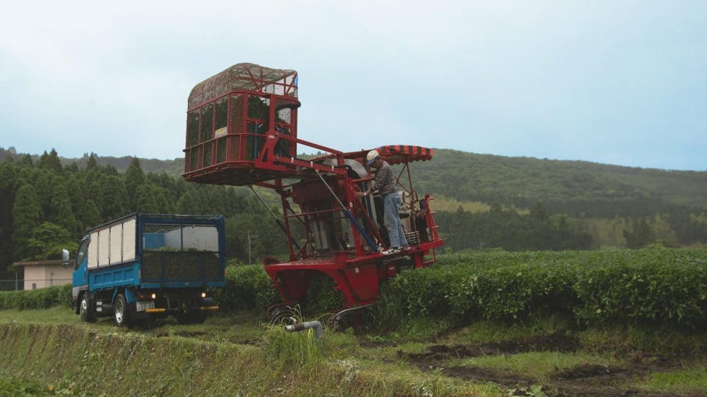 How matcha is made in Japan