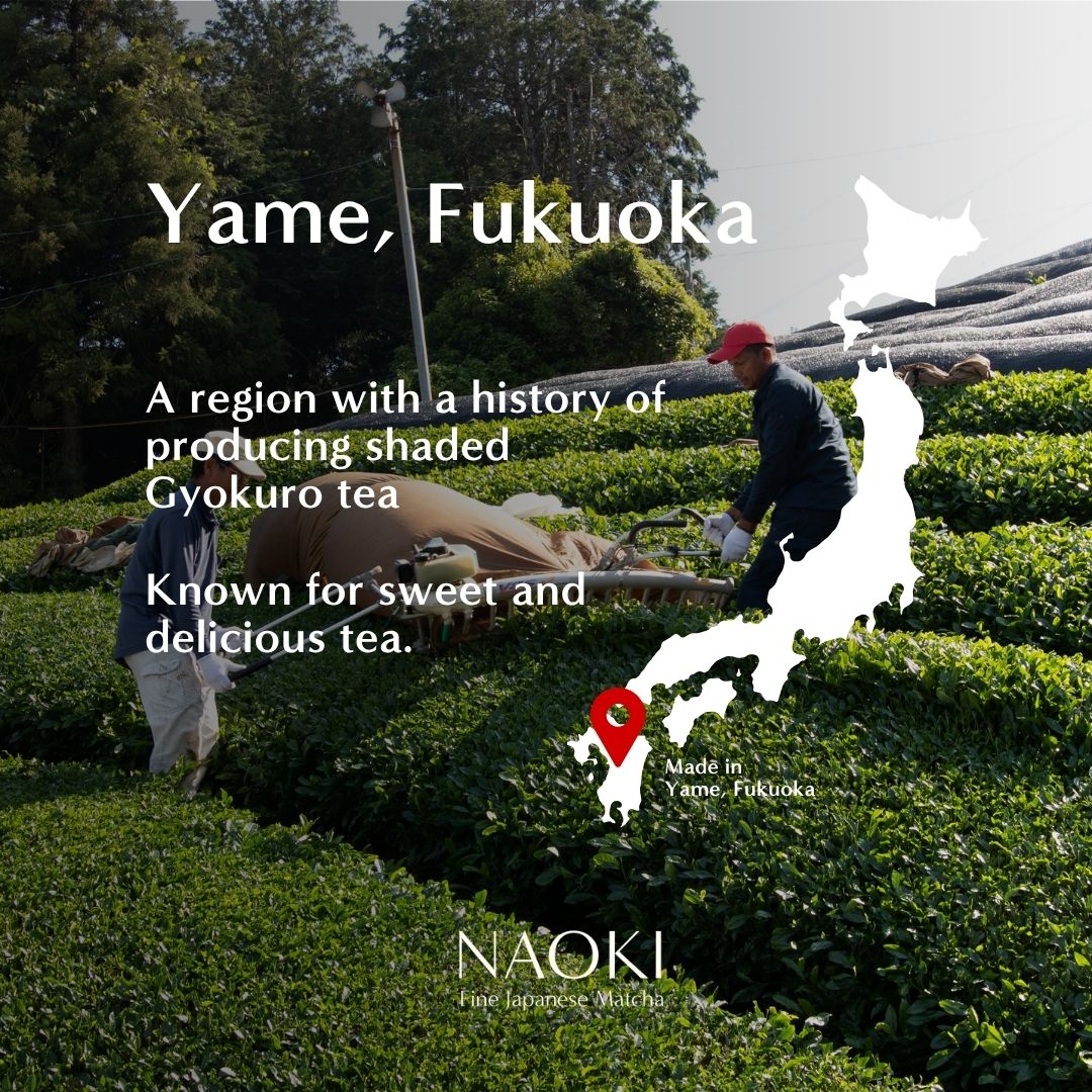 Tea plantation in Yame Fukuoka with workers harvesting gyokuro tea and a white map overlay.