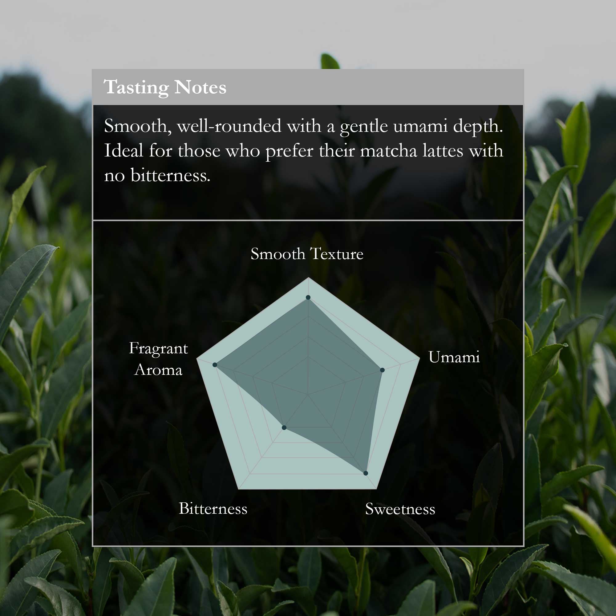Tasting Notes graphic over a tea leaf background with a radar chart and labels such as Fragrant Aroma and Umami.