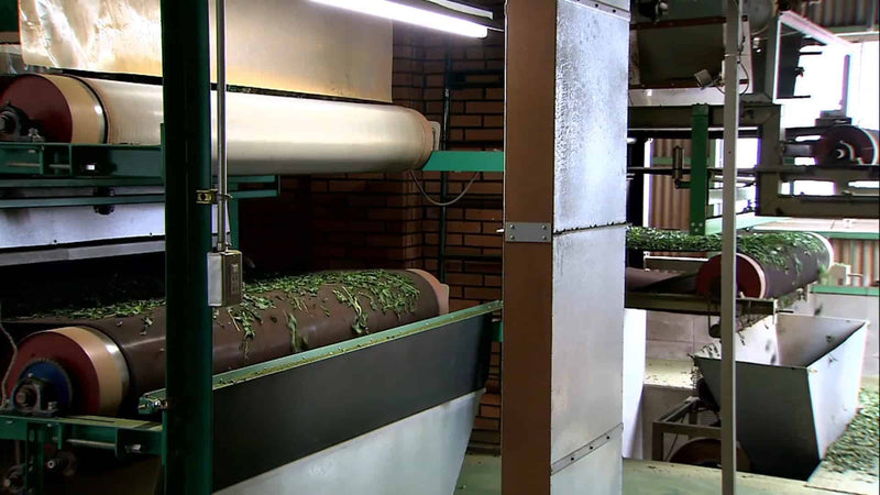 Matcha Fermentation Process Our Matcha – Best Japanese Matcha